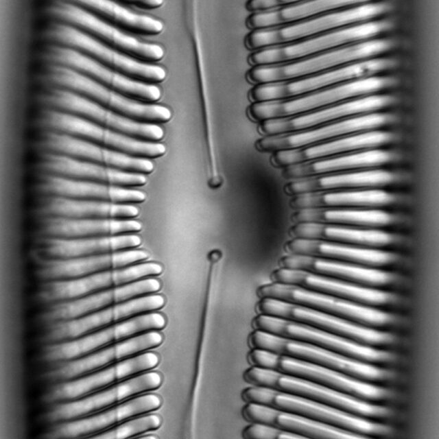 Pinnularia gigas LM3