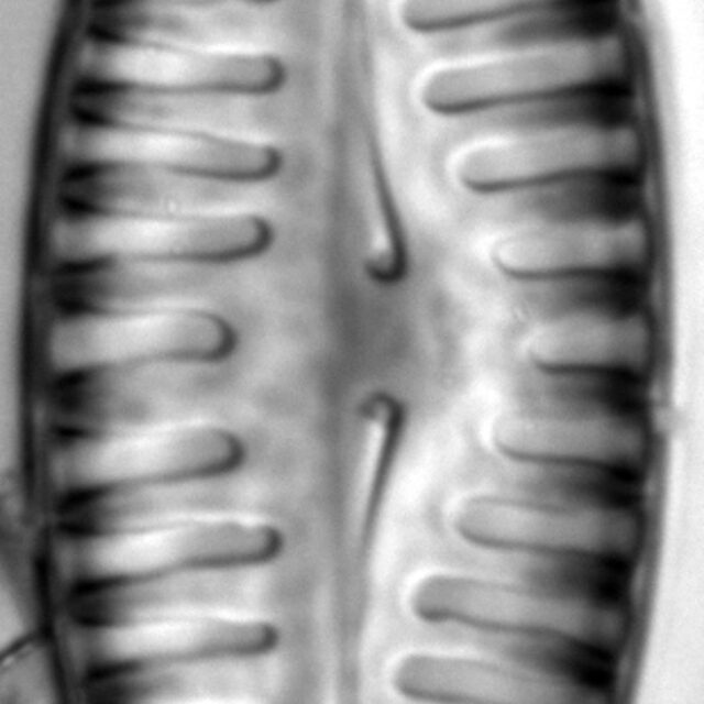 Pinnularia lata LM4