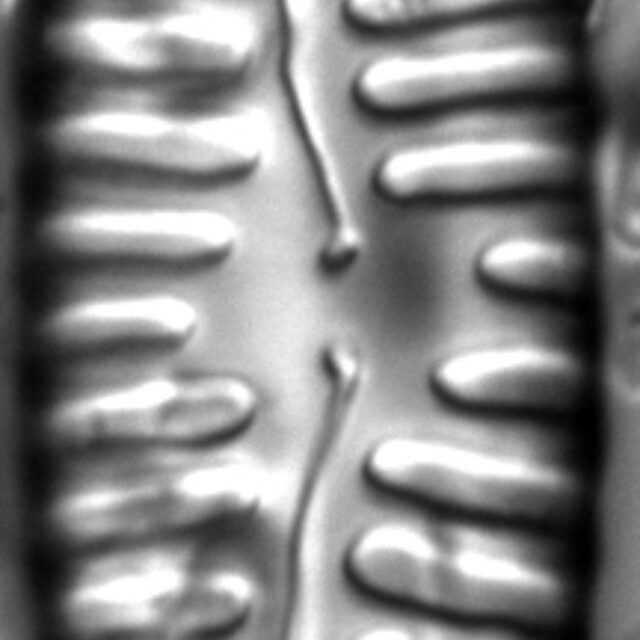 Pinnularia lata LM3