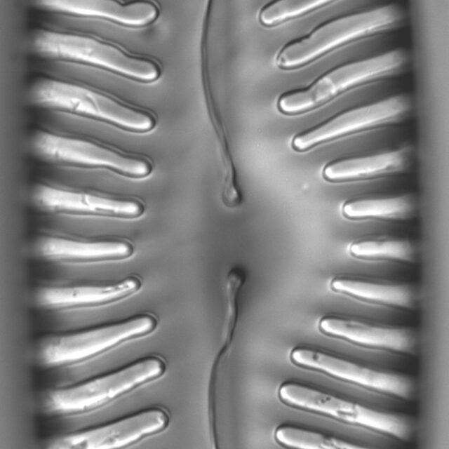 Pinnularia lata LM2