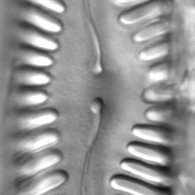 Pinnularia lata LM11