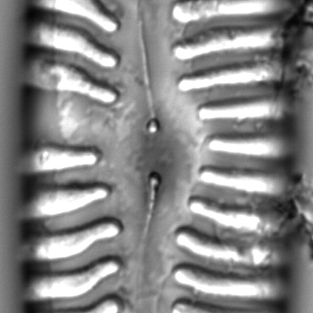 Pinnularia lata LM13