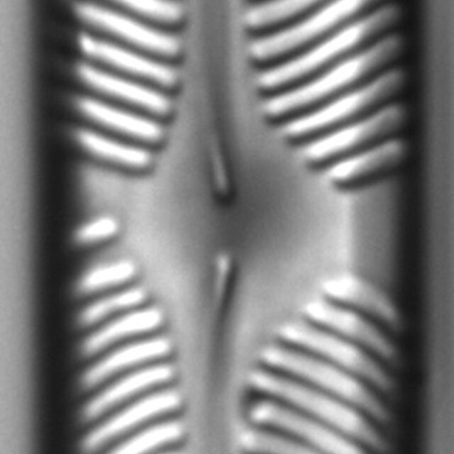 Pinnularia microstauron LM3