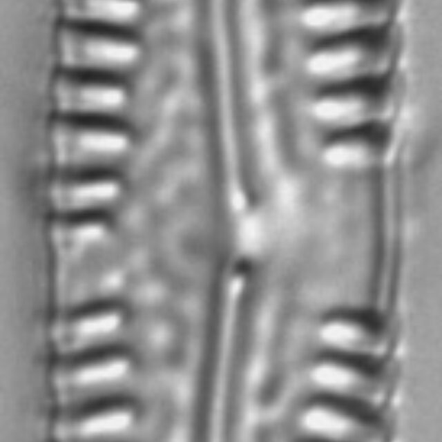 Pinnularia nodosa LM4