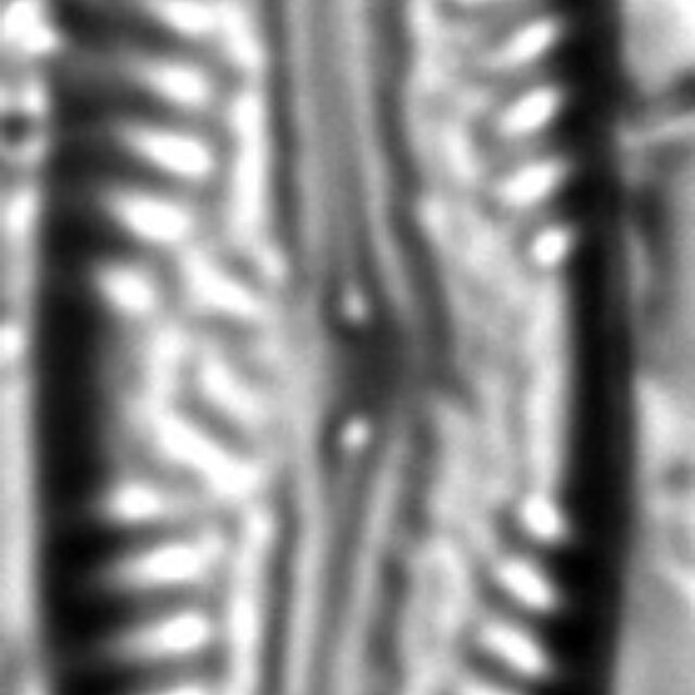 Pinnularia nodosa var percapitata LM2