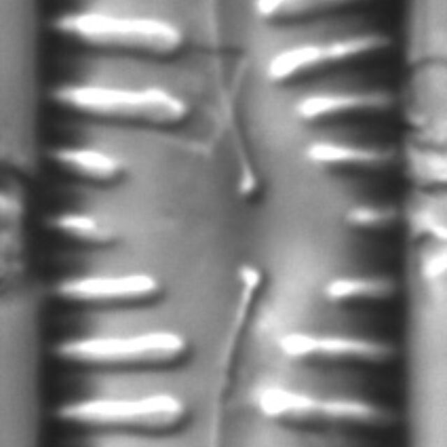 Pinnularia rabenhorstii LM6