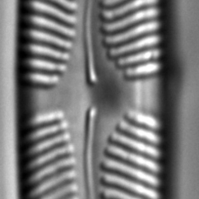 Pinnularia rhombarea LM3