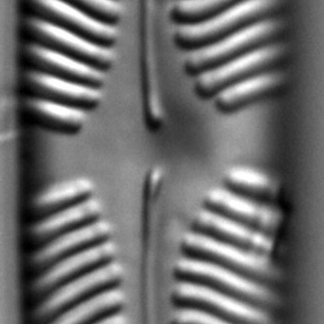 Pinnularia rhombarea LM2