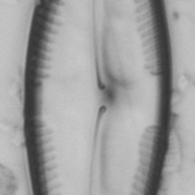 Pinnularia clericii LM7