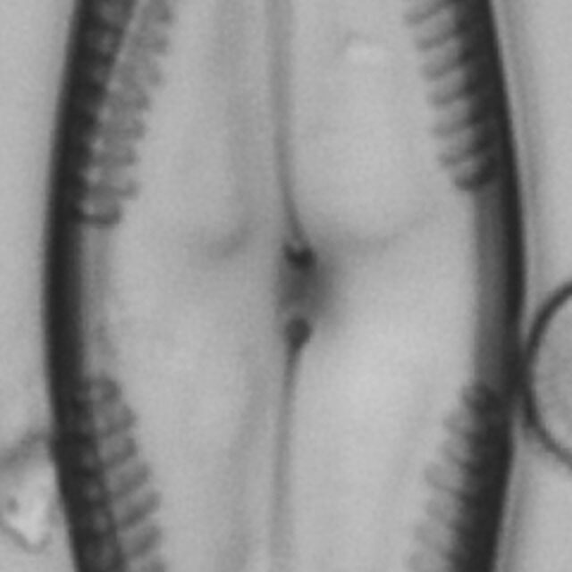 Pinnularia clericii LM6