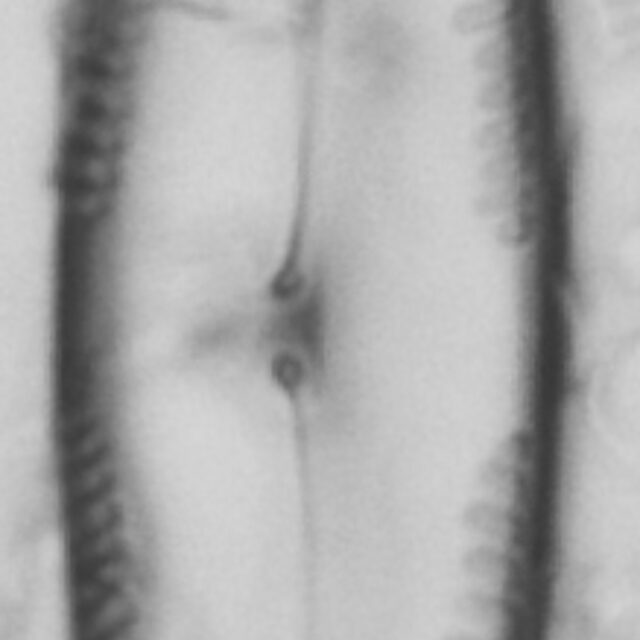 Pinnularia clericii LM3