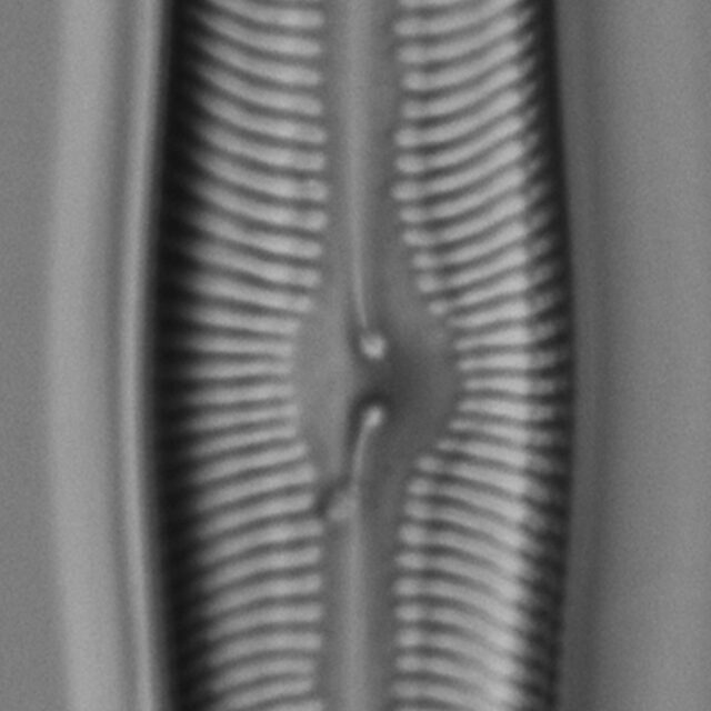 Pinularia bihastata LM4