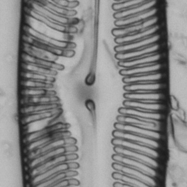 Pinularia bihastata LM7