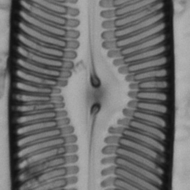 Pinularia bihastata LM3