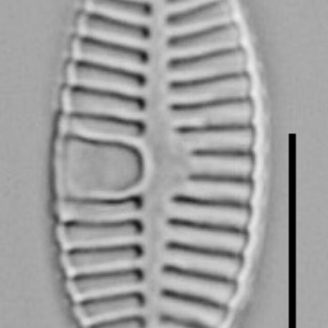 Planothidium Sheathii Lm02