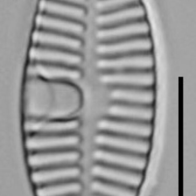 Planothidium Sheathii Lm03