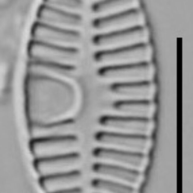 Planothidium Sheathii Lm04