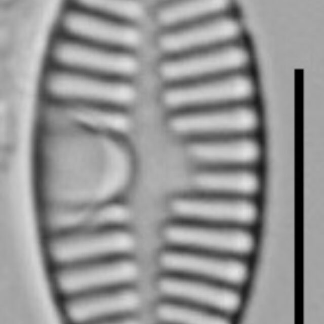 Planothidium Sheathii Lm05