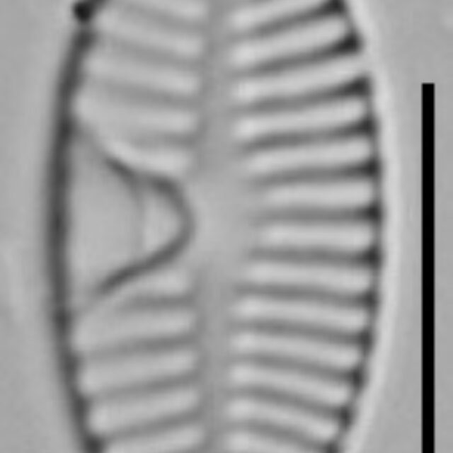 Planothidium Sheathii Lm06