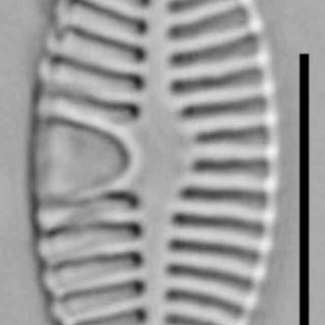 Planothidium Sheathii Lm07