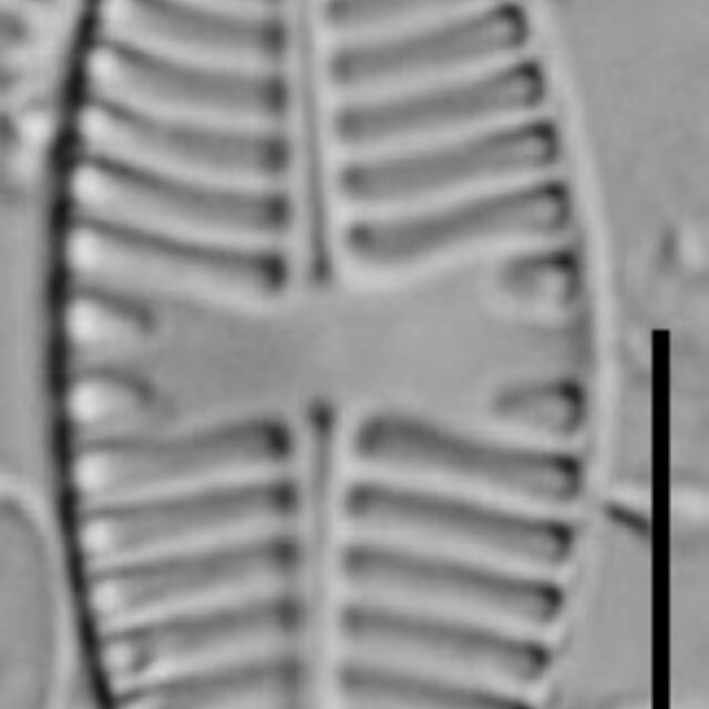 Planothidium Sheathii Lm08