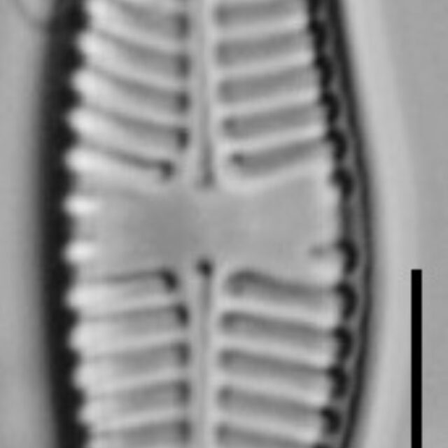 Planothidium Sheathii Lm09