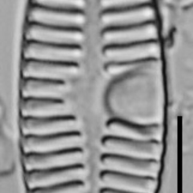 Planothidium Sheathii Lm10