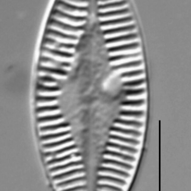 Planothidium holstii LM7