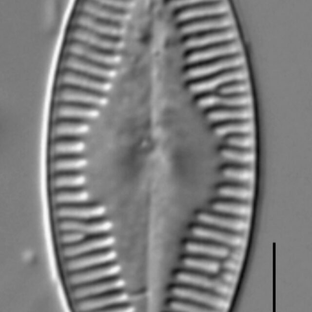 Planothidium holstii LM6