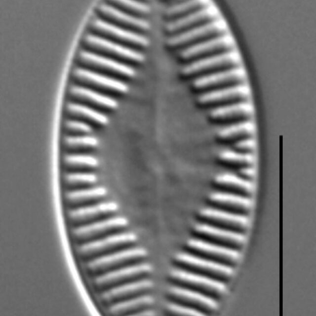 Planothidium holstii LM5