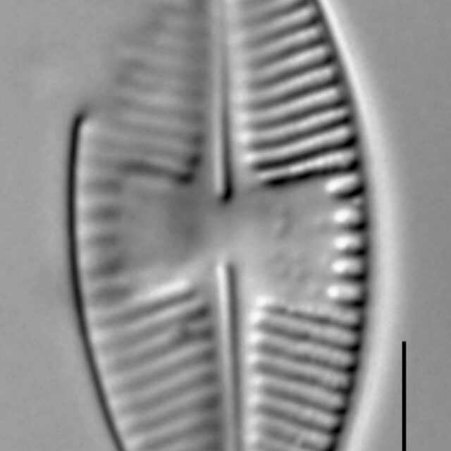 Planothidium holstii LM4