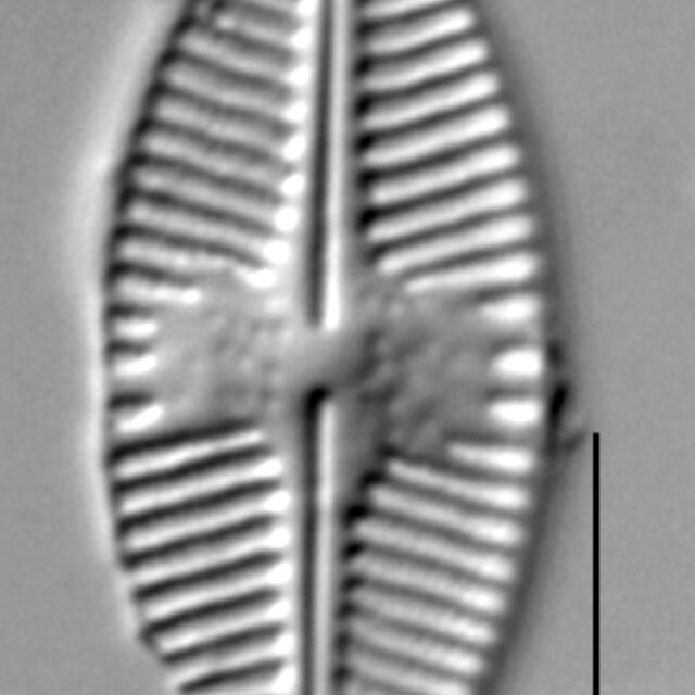 Planothidium holstii LM3