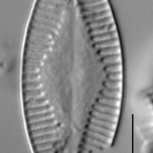 Planothidium holstii LM2