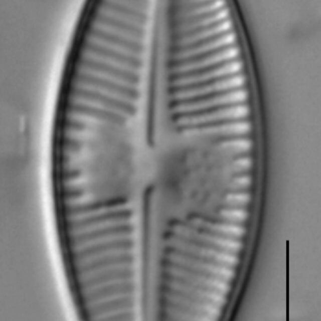 Planothidium holstii LM1