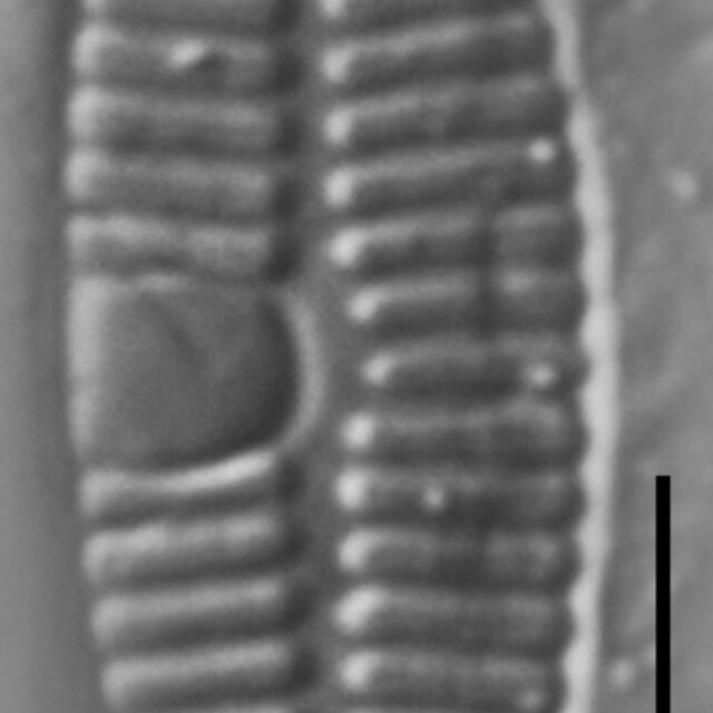 Planothidium Incuriatum LM2