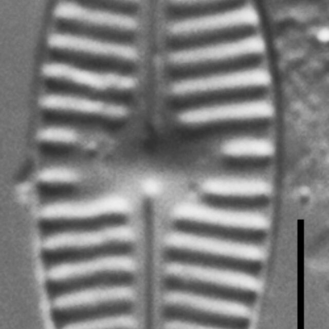 Planothidium Incuriatum Gc110451A 6A