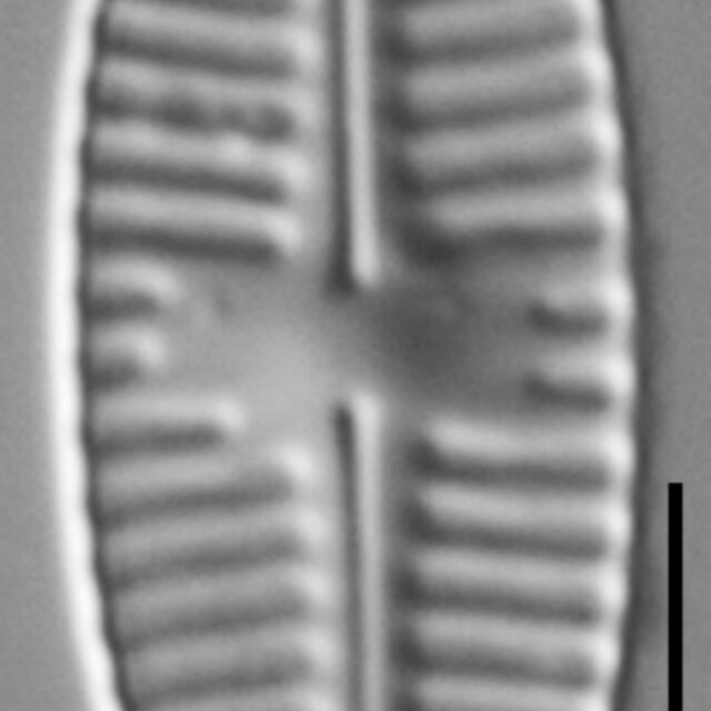 Planothidium Incuriatum LM4