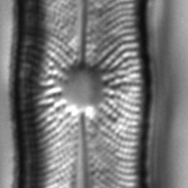 Playaensis circumfimbria LM4