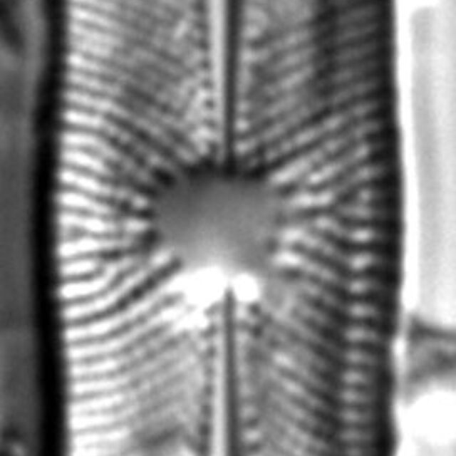 Playaensis circumfimbria LM5