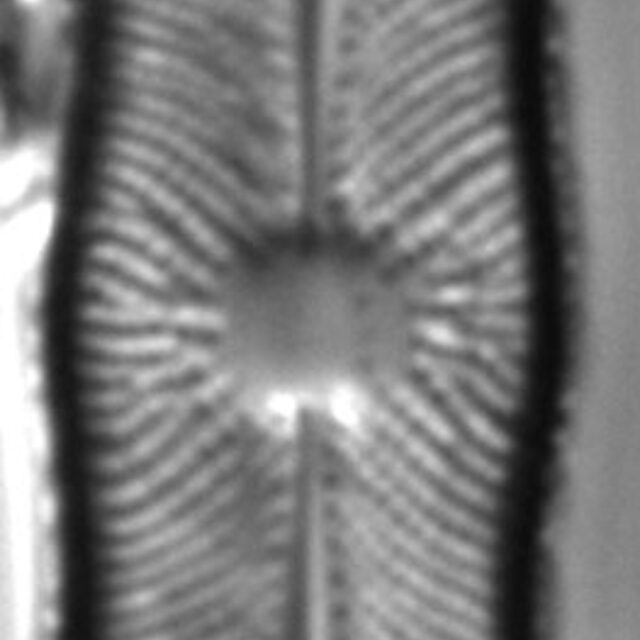 Playaensis circumfimbria LM6