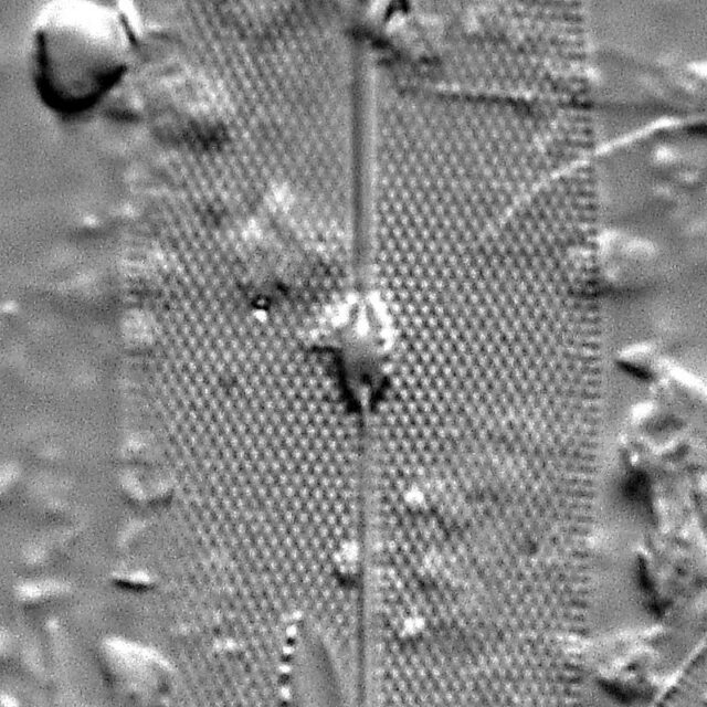 Pleurosigma Delicatulum Lm3