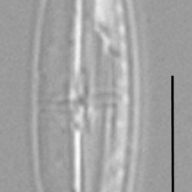 Proschkinia Browderiana Lm1