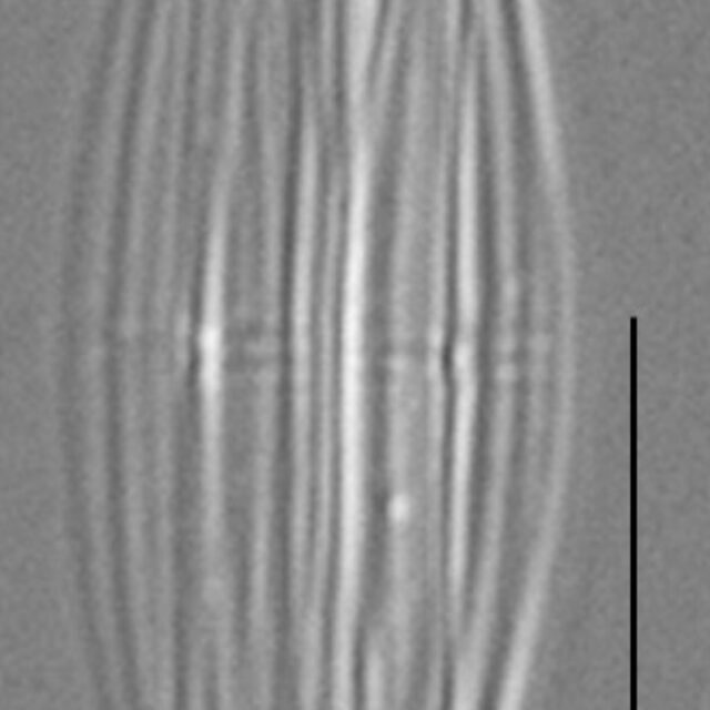 Proschkinia Browderiana Lm2