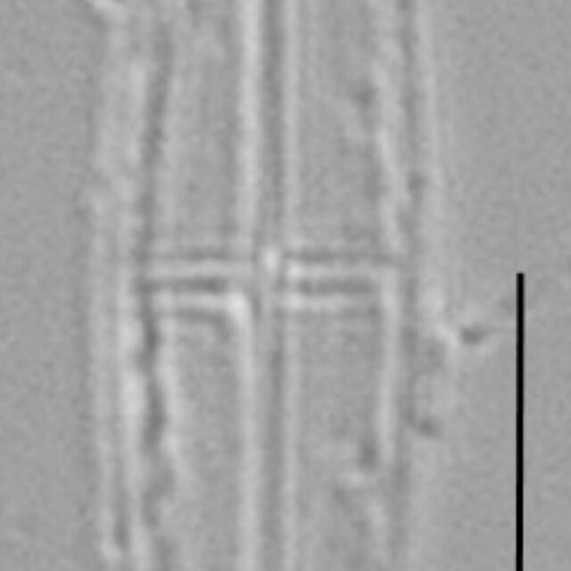 Proschkinia Browderiana Lm4