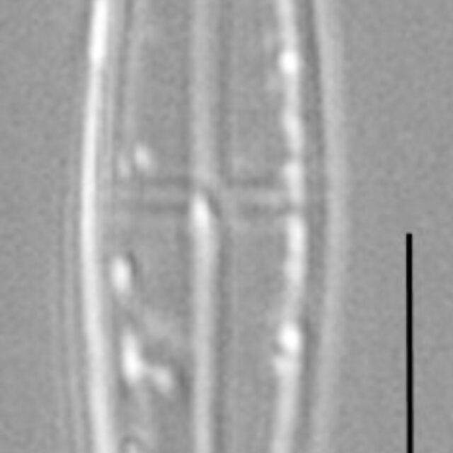 Proschkinia Browderiana Lm5