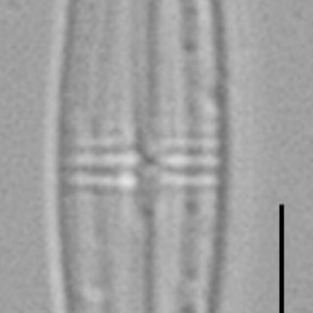 Proschkinia Browderiana Lm6