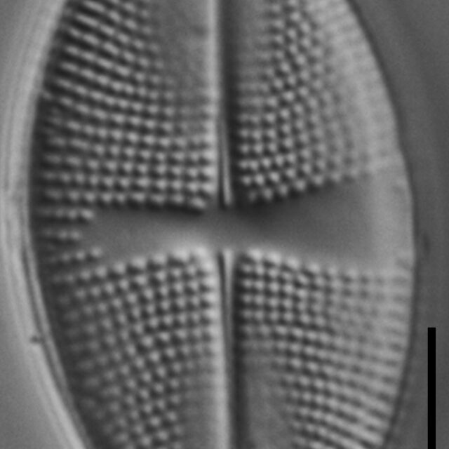 Psammothidium obliquum LM7