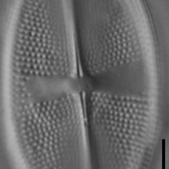 Psammothidium obliquum LM6