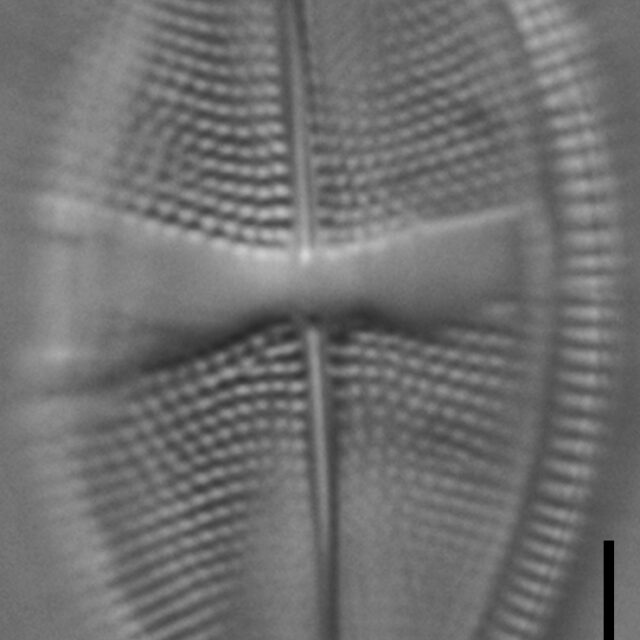 Psammothidium obliquum LM5