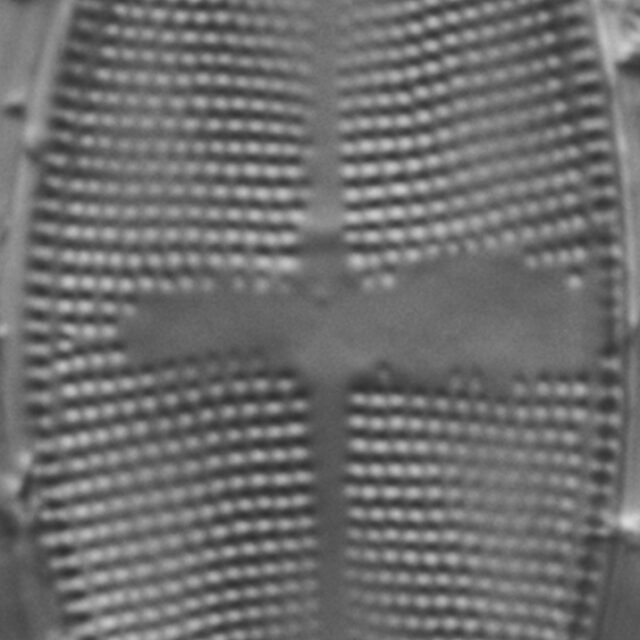 Psammothidium obliquum LM1